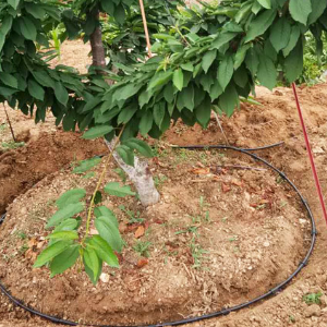 節水型果園地面灌溉技巧